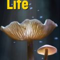 PDF + Mp3 + Videos | Life Elementary Student Book 3rd edition Student Book (British English)