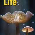 PDF + Resources | Life Elementary Teacher's Book 3rd edition Teacher's Book (British English)
